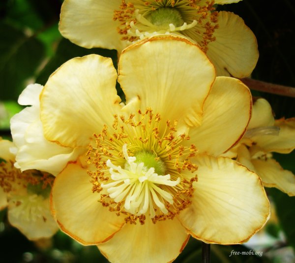 Как цветёт киви фото