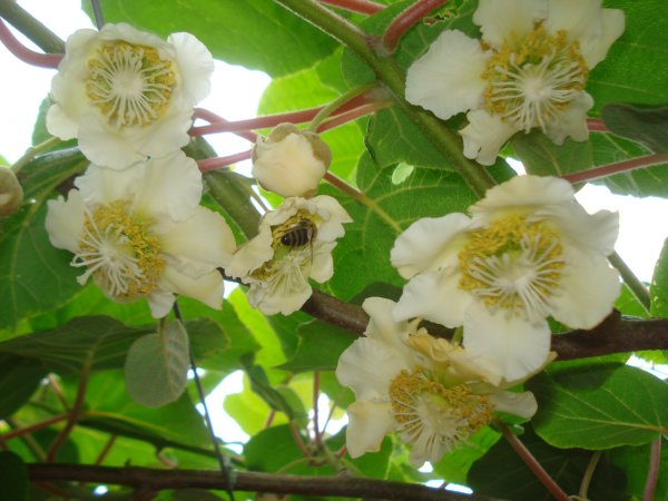 Саженцы киви Карпат