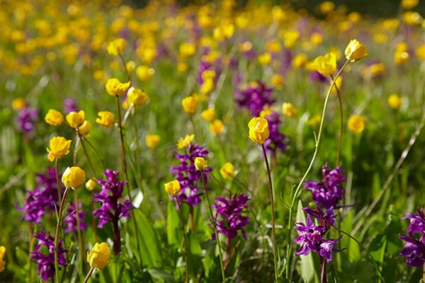 Полевой цветок фиолетовый с желтым