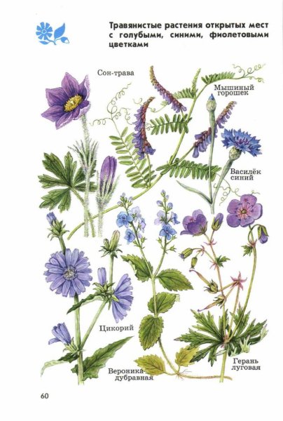 Лото "что где растет"