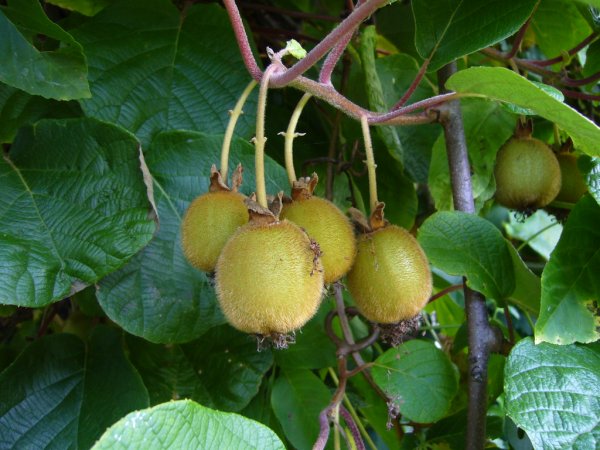 Киви фрукт растение