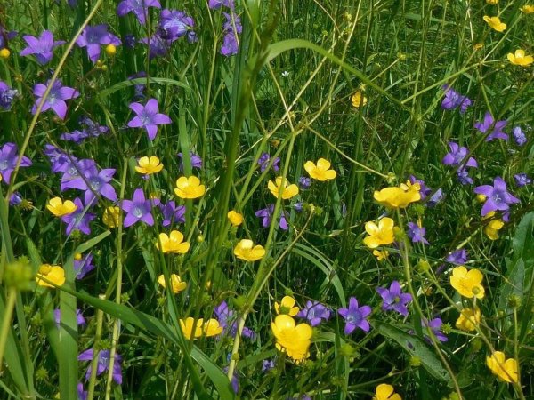 Ранние полевые цветы