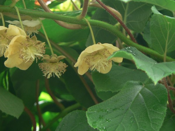 Киви дерево цветы