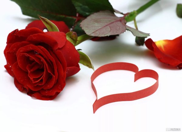 Розы с признанием в любви