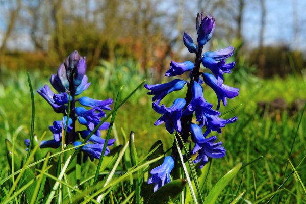 Крупные луговые цветы