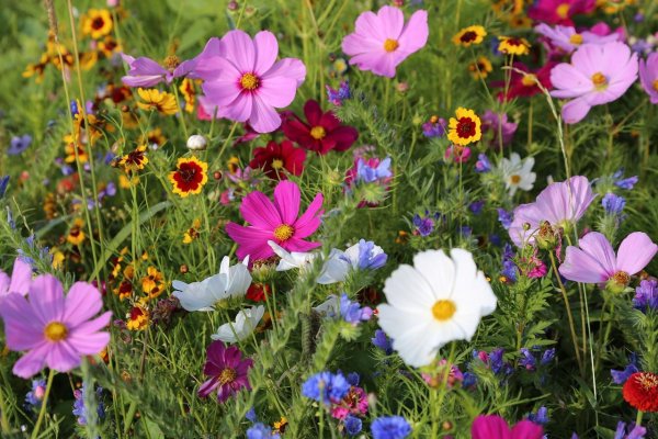 Медуница, Чистяк, печеночница