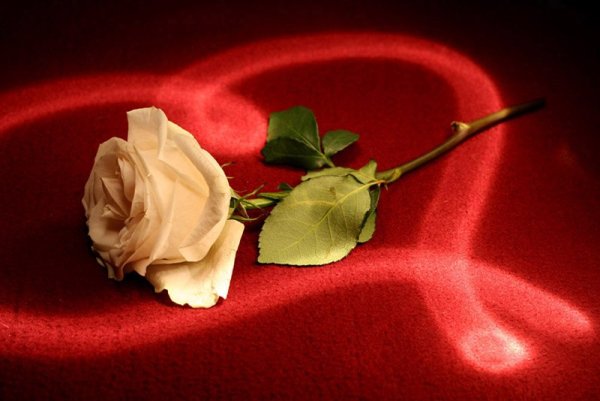 Цветы для любимой единственной