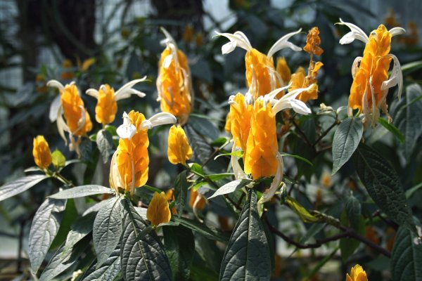 Пахистахис цветок