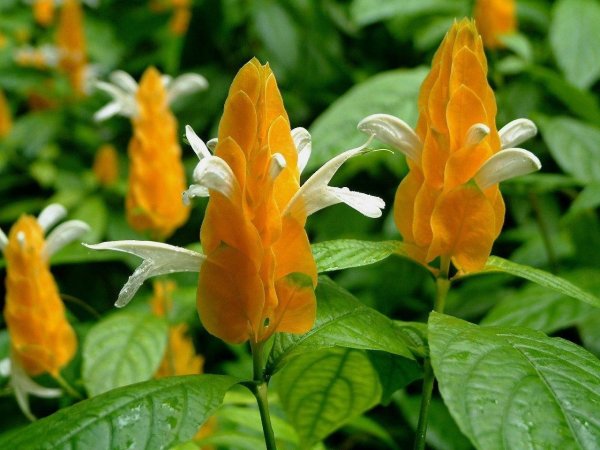 Пахистахис жёлтый