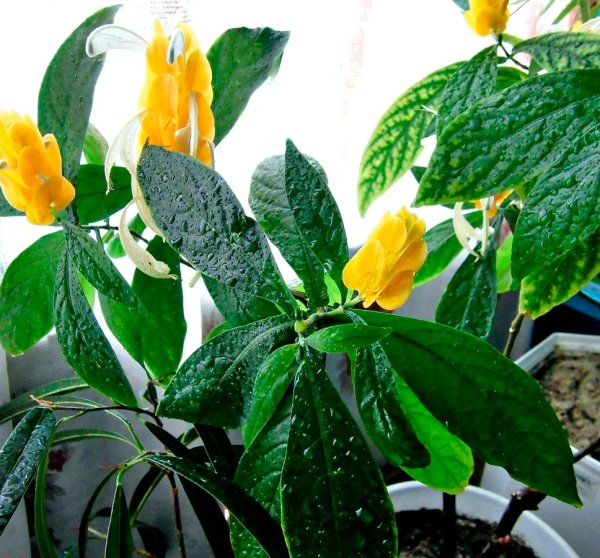 Цветок Пахистахис желтый