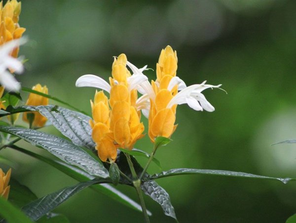 Кроссандра Пахистахис