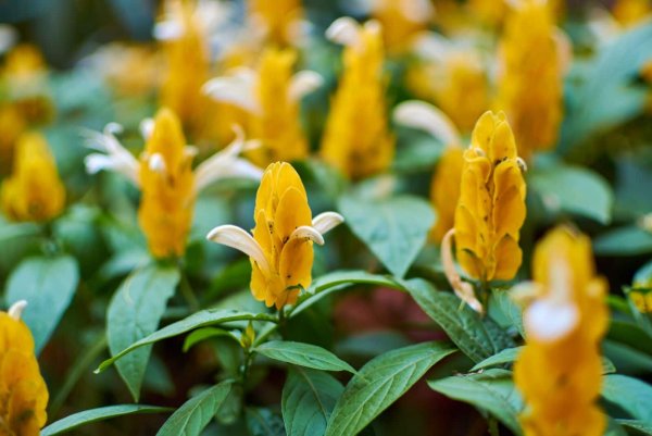 Пахистахис цветок