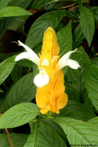 Цветок Пахистахис красный