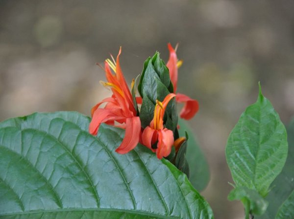 Пахистахис жёлтый