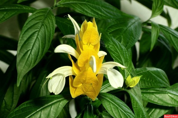 Пахистахис Кассандра