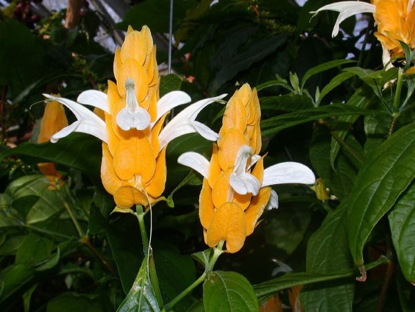 Пахистахис цветок комнатный