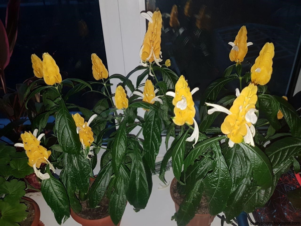 Пахистахис Росток