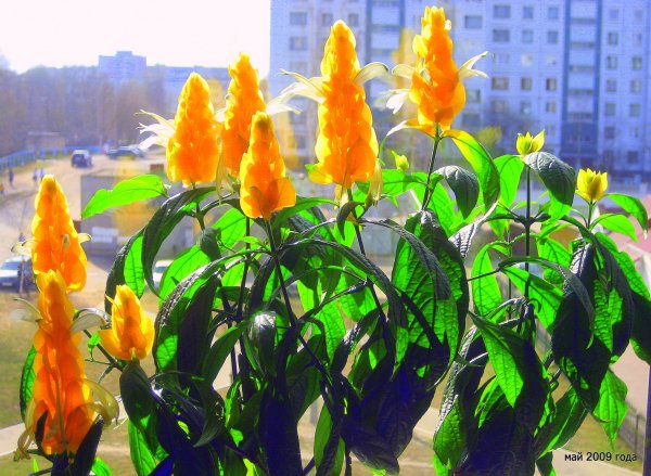 Пахистахис жёлтый