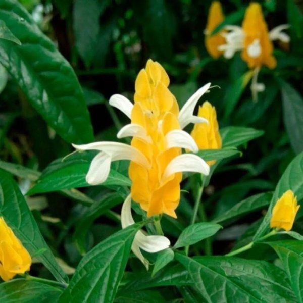 Комнатное растение Пахистахис