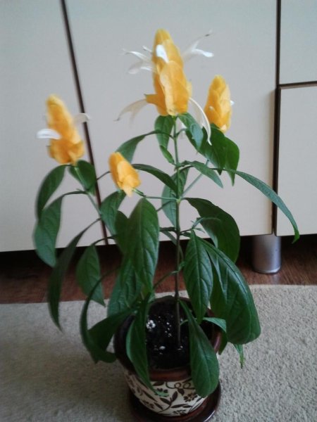 Комнатное растение Пахистахис