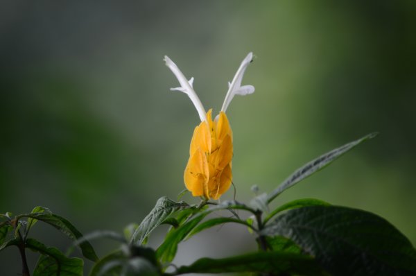 Цветок Пахистахис красный