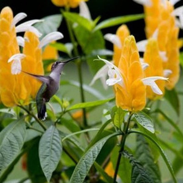 Пахистахис жёлтый