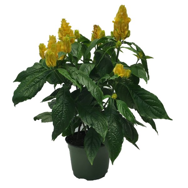 Пахистахис жёлтый