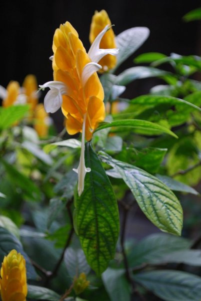 Пахистахис жёлтый