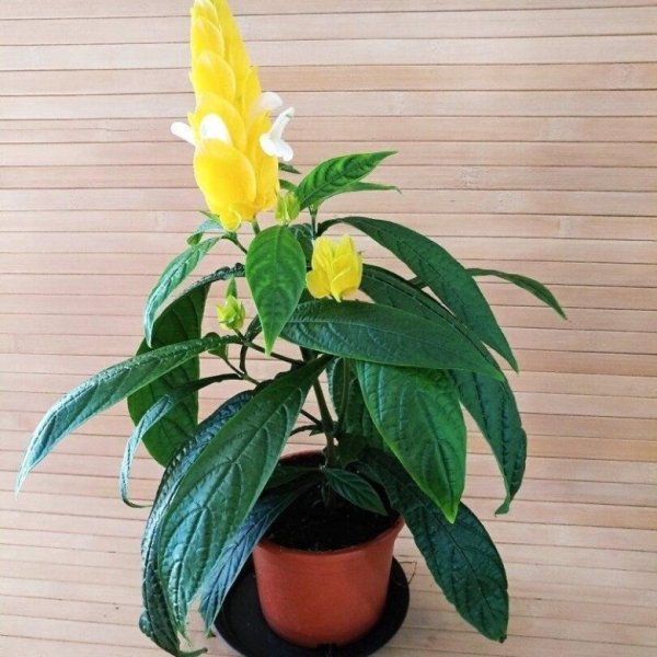 Цветок Пахистахис желтый