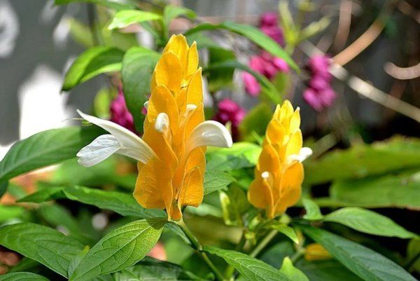 Пахистахис lutea