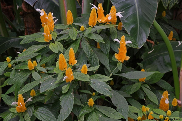 Тахис Пахис цветок