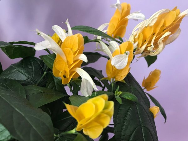 Цветок Пахистахис желтый