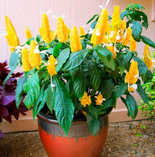 Пахистахис цветок