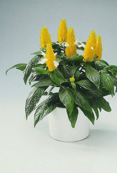 Пахистахис Кассандра