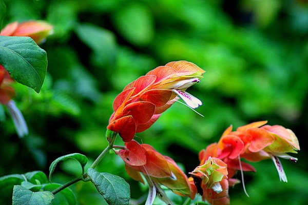 Желтый цветок комнатный Пахистахис