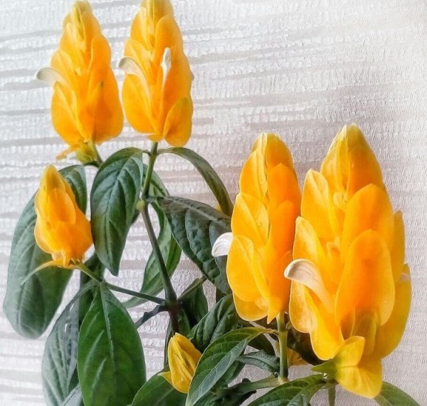 Кроссандра Пахистахис