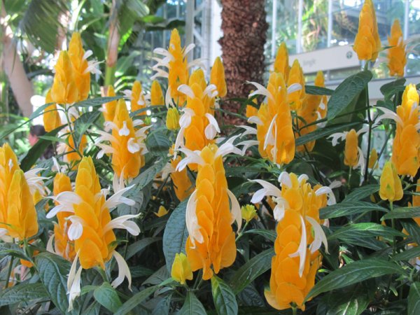 Пахистахис красный