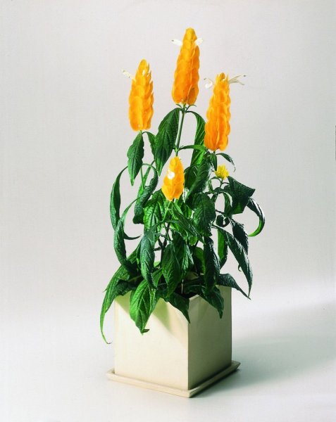 Пахистахис цветок фото