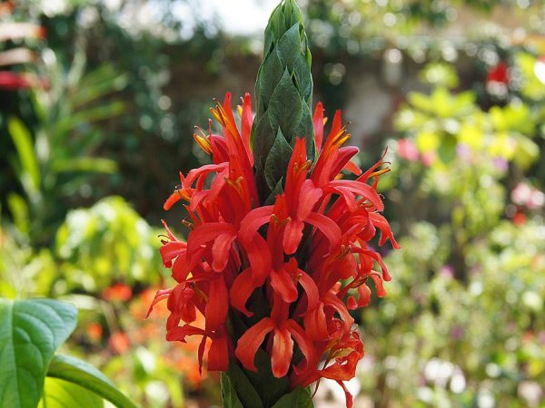 Пахистахис жёлтый