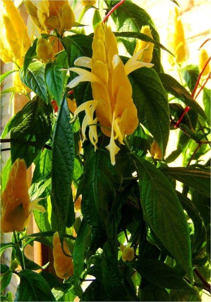 Цветок Пахистахис желтый