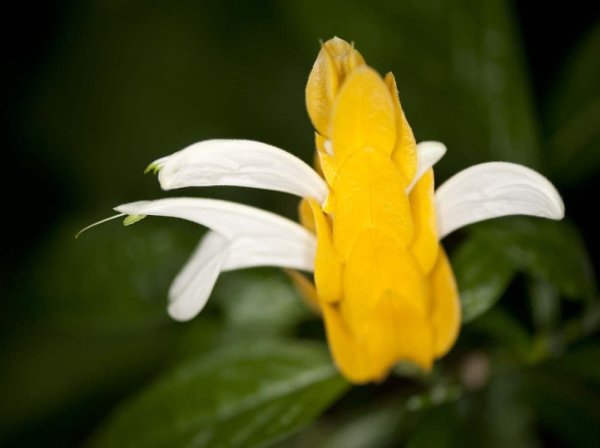 Пахистахис Кассандра