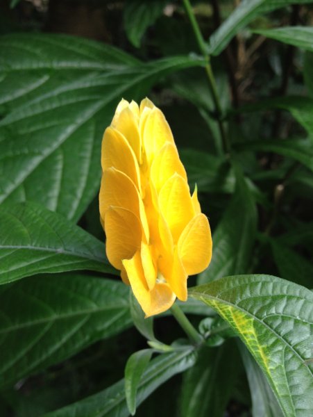 Пахистахис красный