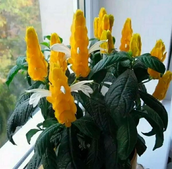 Цветок Пахистахис желтый