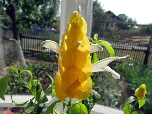 Пахистахис цветок