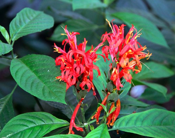 Кроссандра Пахистахис