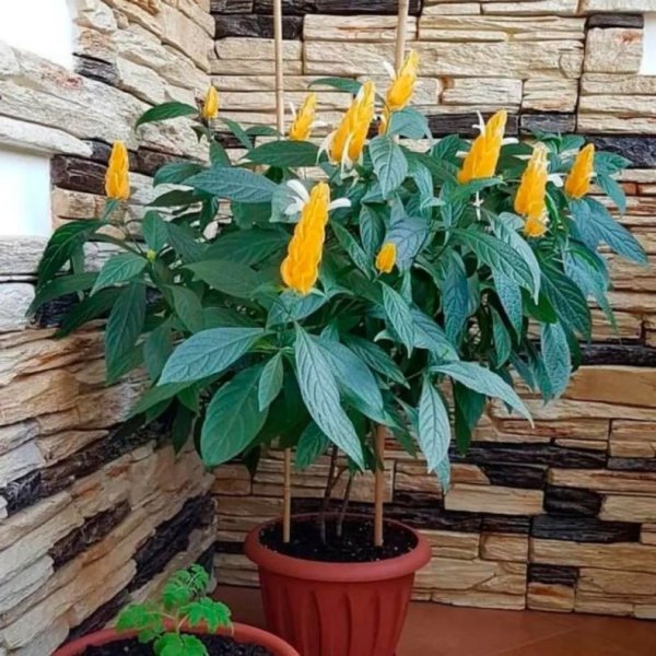 Пахистахис жёлтый