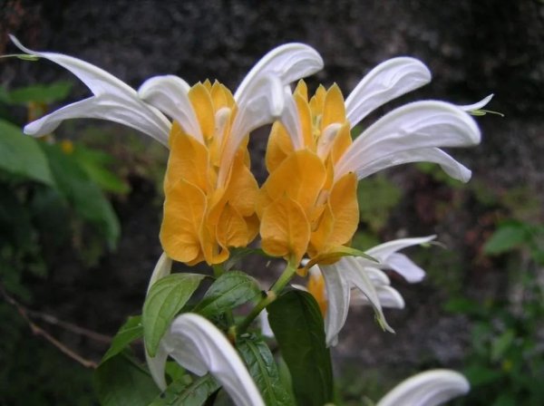 Белопероне гуттата