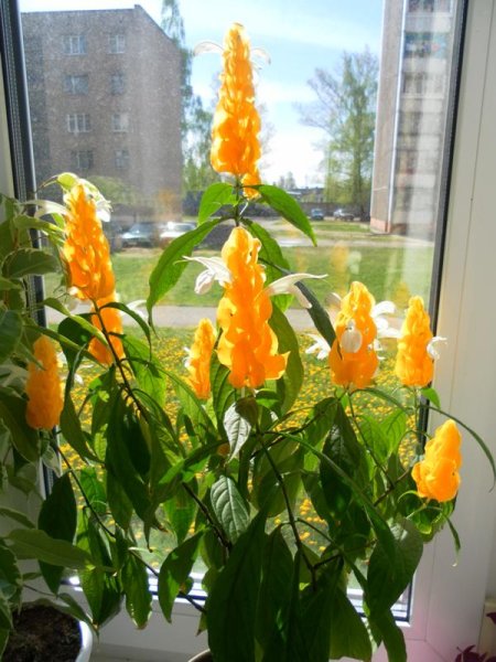 Цветок Пахистахис желтый