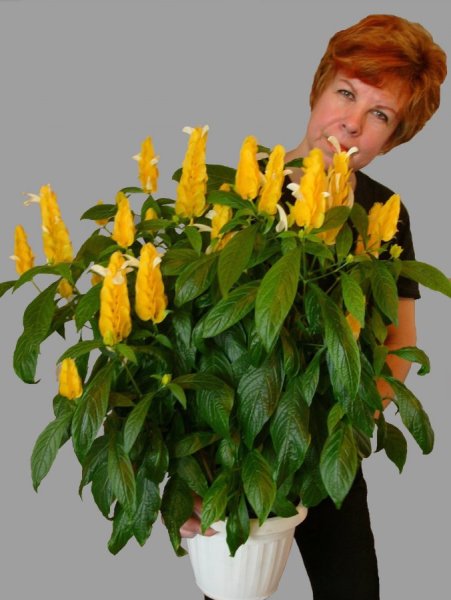 Цветок Пахистахис красный