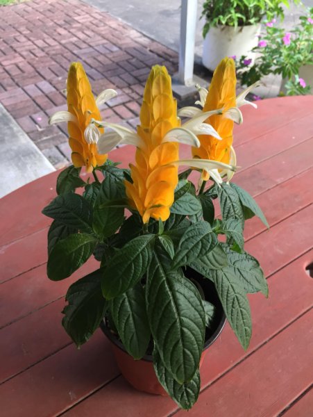 Цветок Пахистахис желтый